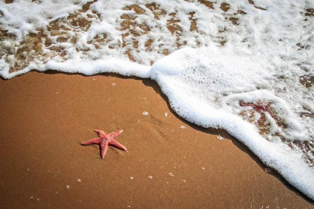 A golden sandy beach with two starfish partially covered by gentle ocean waves. The frothy water creates a contrast with the smooth sand, as the sunlight highlights the scene, conveying a peaceful coastal atmosphere.