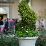 A decorative potted plant with a spiral-shaped topiary and flowers in a white planter is in the foreground. In the background, people are gathered near a building with columns. Red and white flowers are in bloom around the planter.