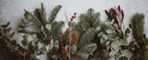 A variety of evergreen branches and eucalyptus leaves are laid out on a light background. Among them, small clusters of red berries add a pop of color, creating a natural and festive arrangement.